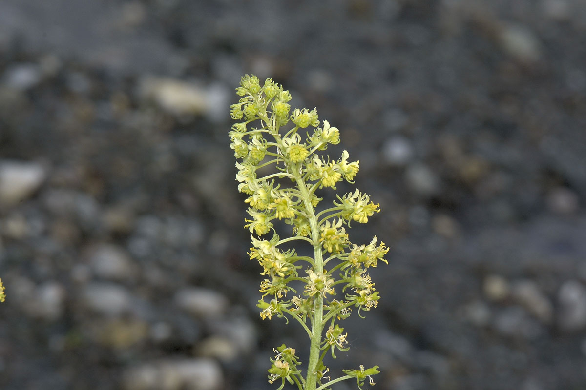 Curculionide da id. - Aulacobaris picicornis